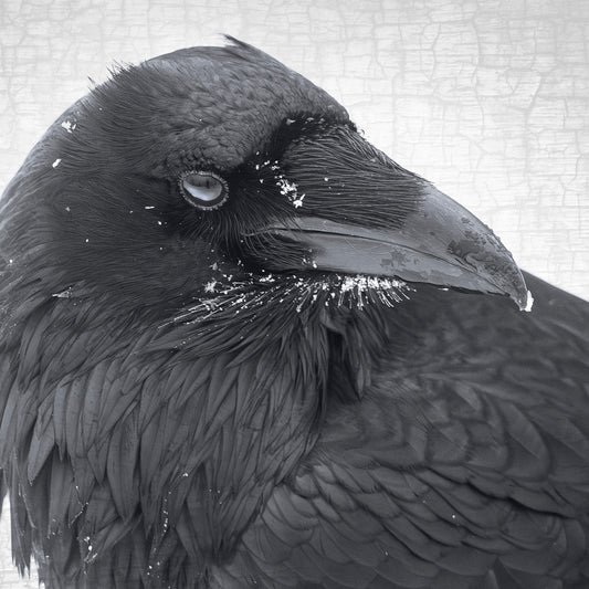 SNOW BEARD - Fine Art Print, Raven Portrait Series