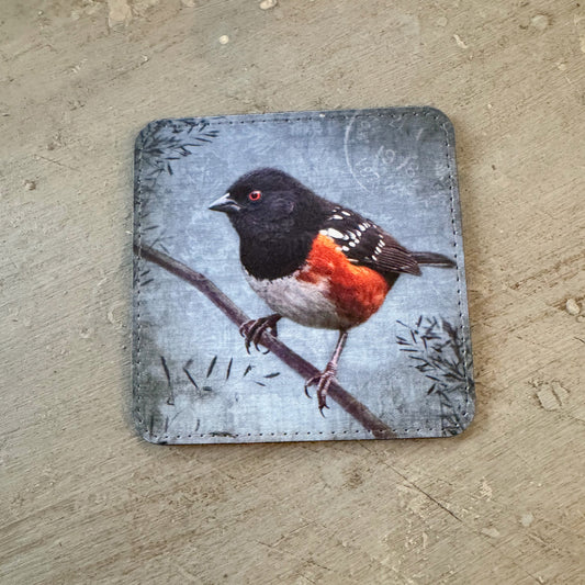 SPOTTED TOWHEE — Coaster
