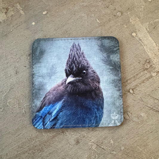 STELLER'S JAY — Coaster