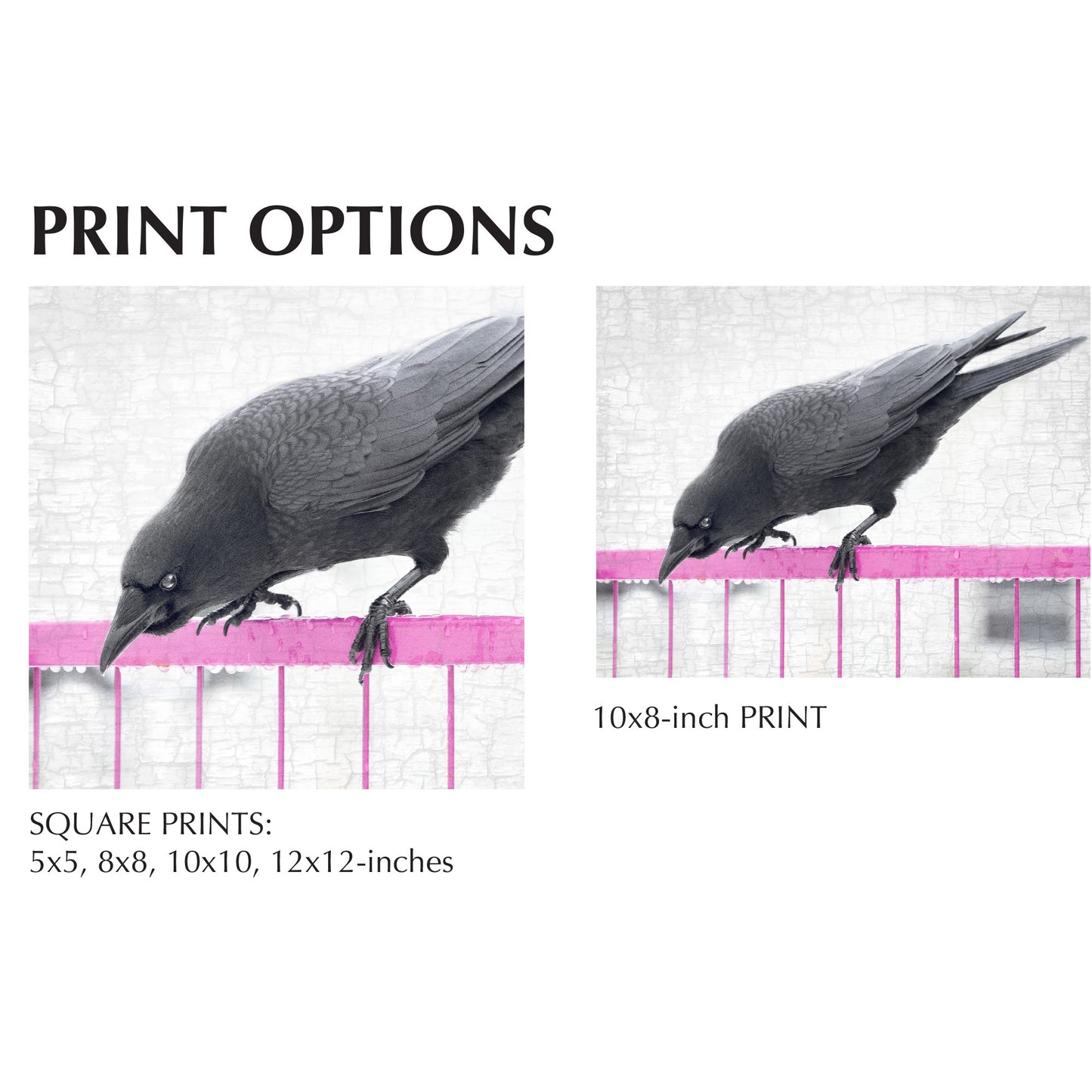 STRATEGIST CROW - Fine Art Print, Crow Portrait Series