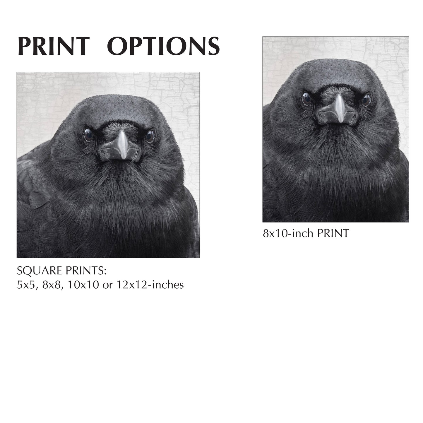 TENACIOUS- Fine Art Print, Crow Portrait Series