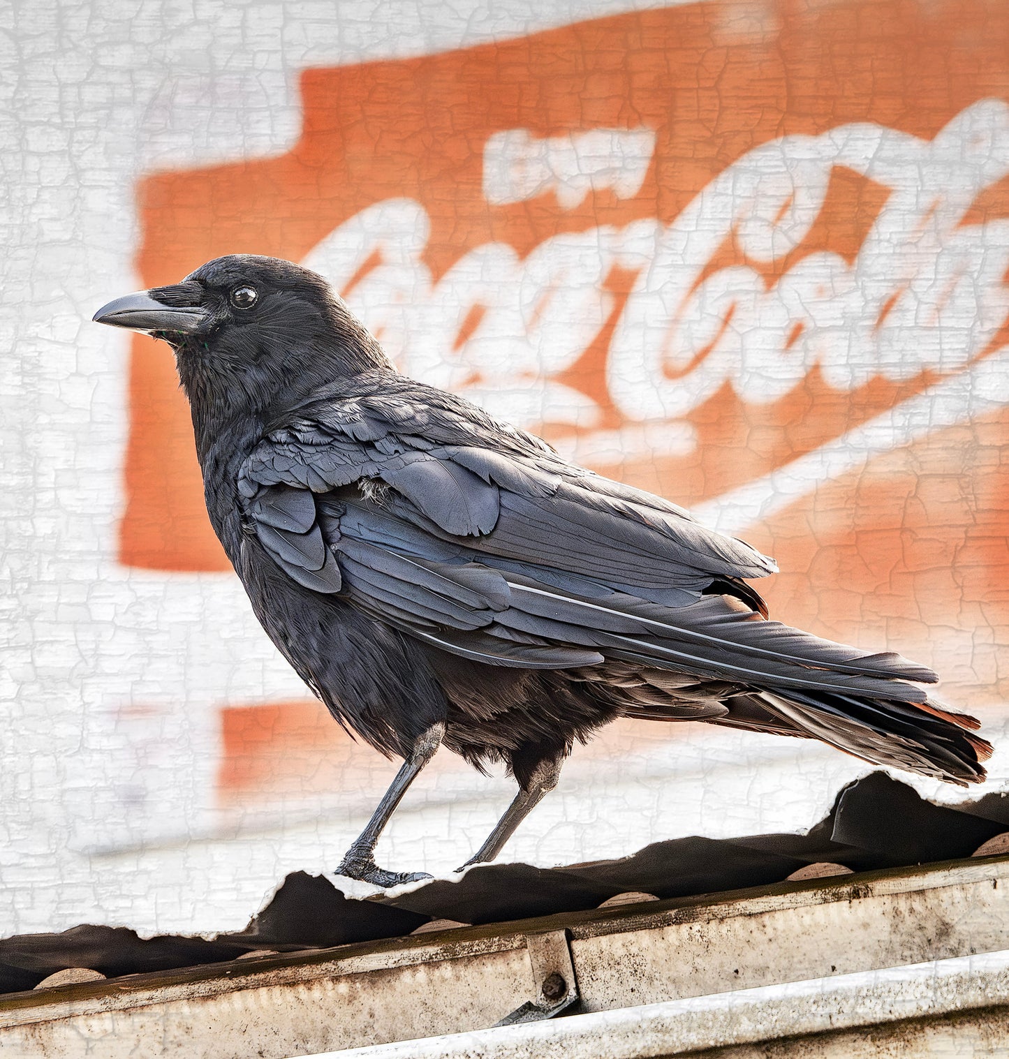 THINGS GO BETTER WITH CROWS - Fine Art Print, Crow Portrait Series
