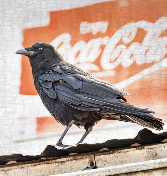 THINGS GO BETTER WITH CROWS - Fine Art Print, Crow Portrait Series