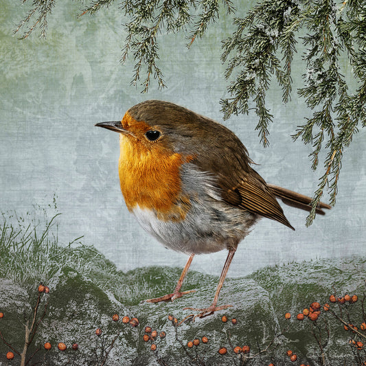 "THINKING OF HOME" ROBIN - Fine Art Print, Garden Birds Series