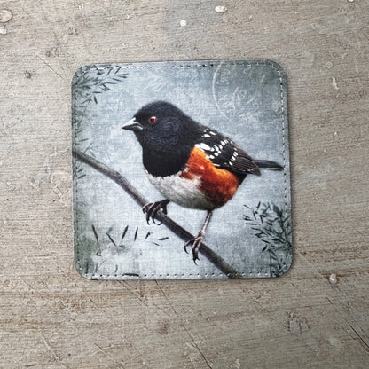 SPOTTED TOWHEE — Coaster