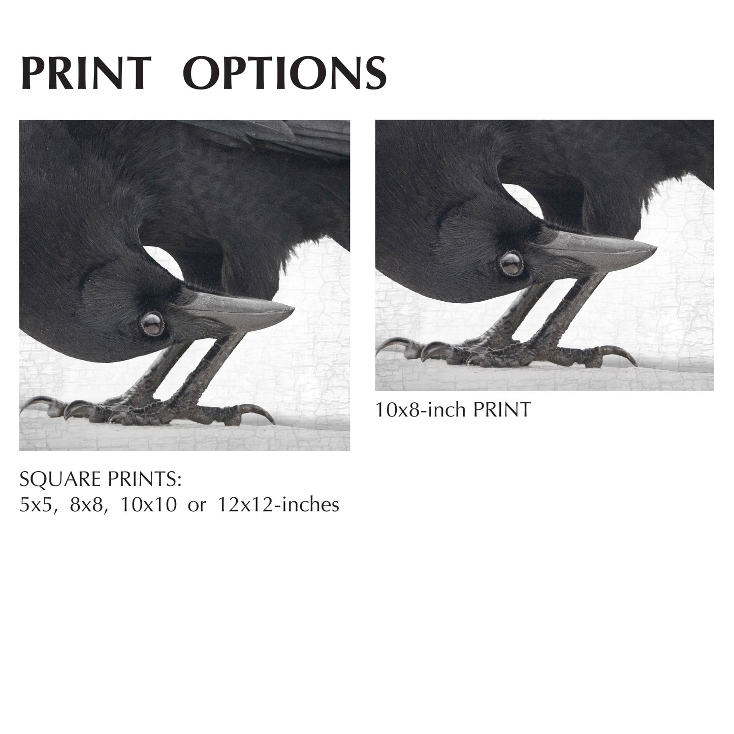 UPSIDE DOWN - Fine Art Print, Crow Portrait Series