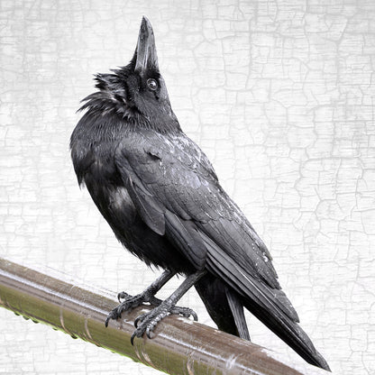 LOOK WAY UP - Fine Art Print, Crow Portrait Series