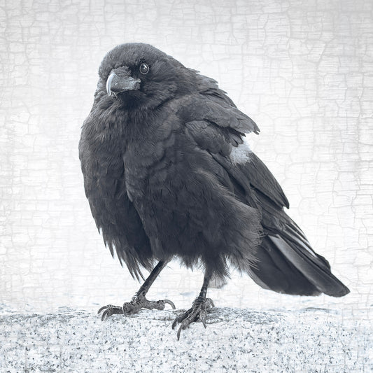 WARRIOR WANDA - Fine Art Print, Crow Portrait Series