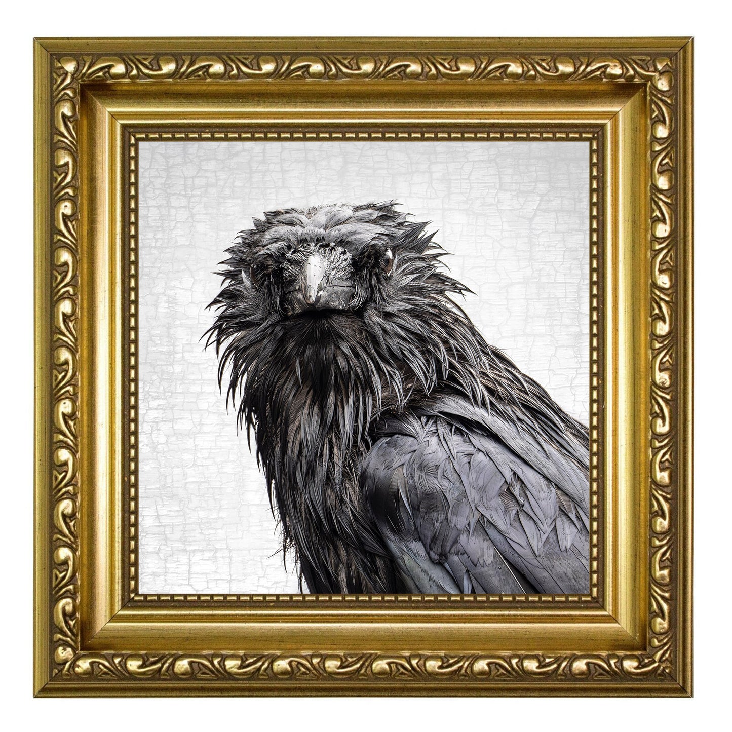 WET SUNDAY CROW - Fine Art Print, Crow Portrait Series