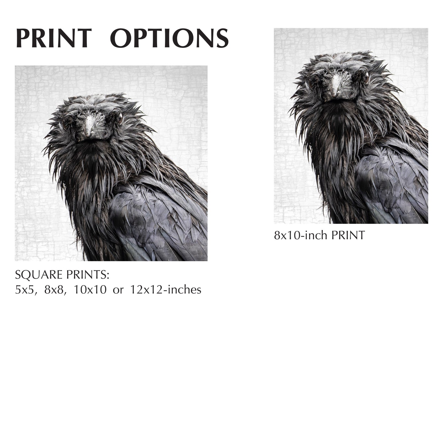 WET SUNDAY CROW - Fine Art Print, Crow Portrait Series