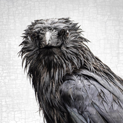 WET SUNDAY CROW - Fine Art Print, Crow Portrait Series