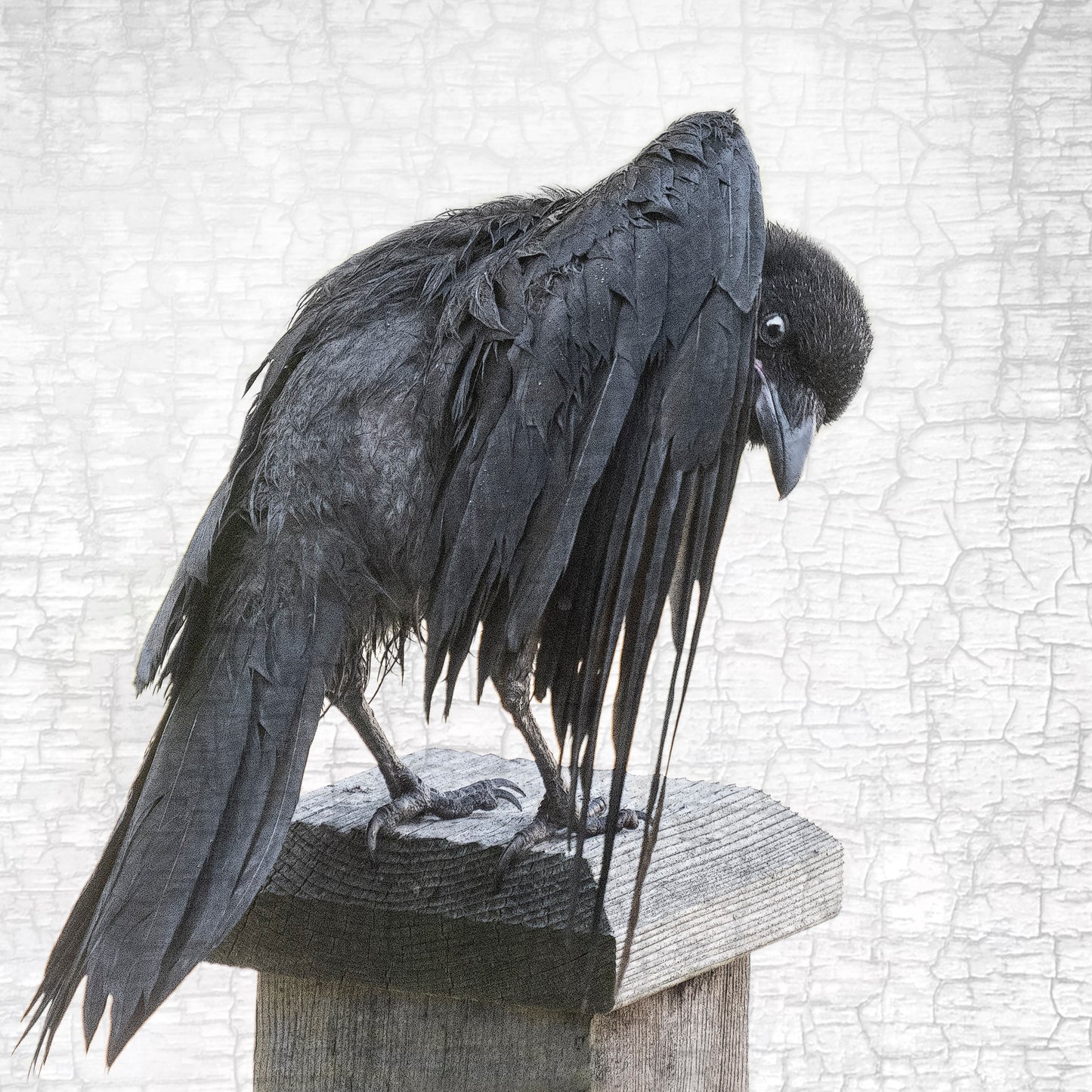 BEDRAGGLED BABY CROW - Fine Art Print, Crow Portrait Series