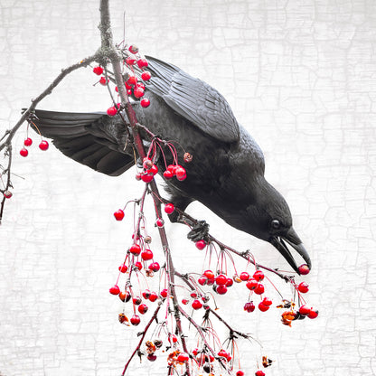 PRECISION - Fine Art Print, Crow Portrait Series