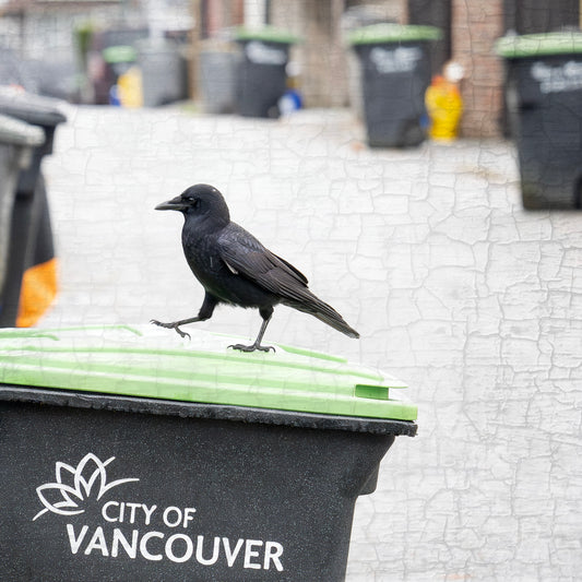 BUSY BIN DAY - Fine Art Print, Crow Portrait Series