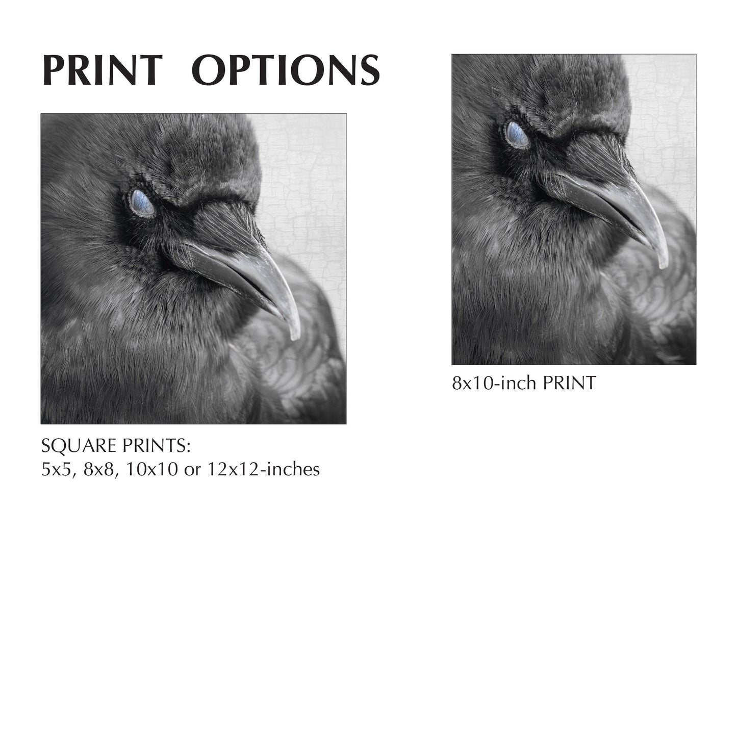 BLINK - Fine Art Print, Crow Portrait Series