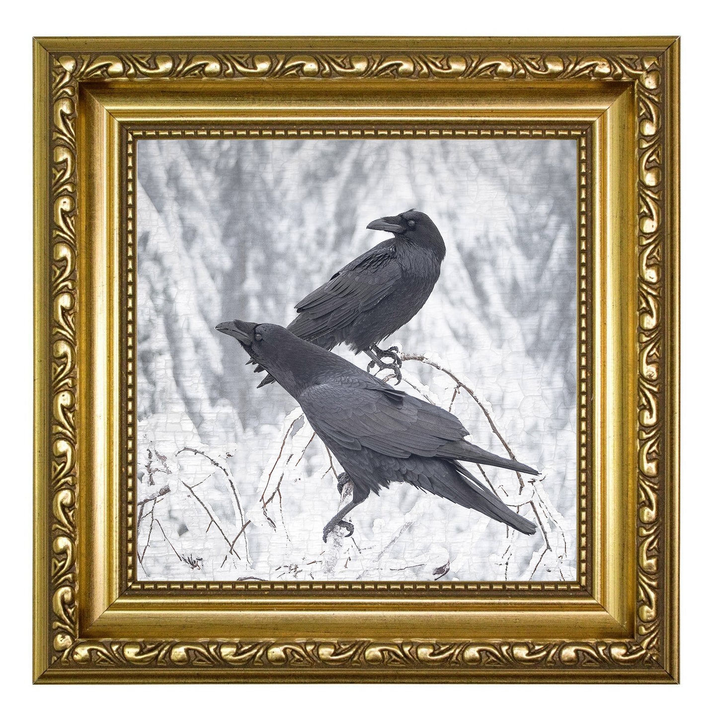 BRANCH RAVENS - Fine Art Print, Raven Portrait Series