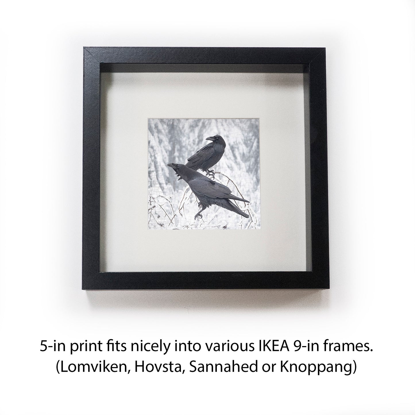 BRANCH RAVENS - Fine Art Print, Raven Portrait Series