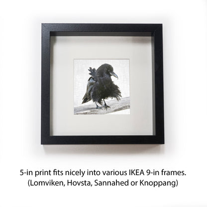 BREEZY BILL - Fine Art Print, Crow Portrait Series