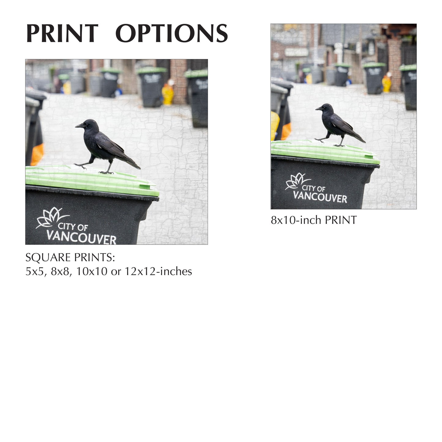 BUSY BIN DAY - Fine Art Print, Crow Portrait Series