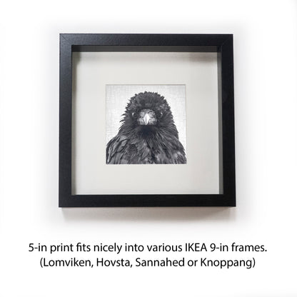 CRITICAL THINKER - Fine Art Print, Crow Portrait Series