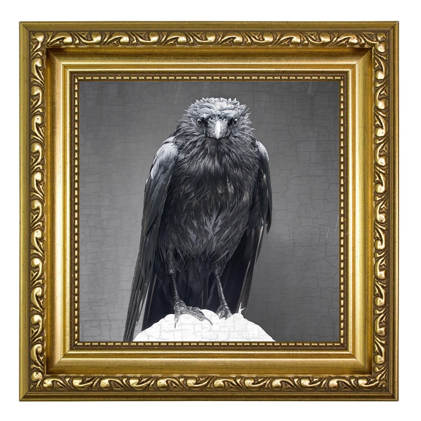 CLOAKED CROW - Fine Art Print, Crow Portrait Series