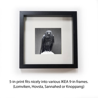 CLOAKED CROW - Fine Art Print, Crow Portrait Series