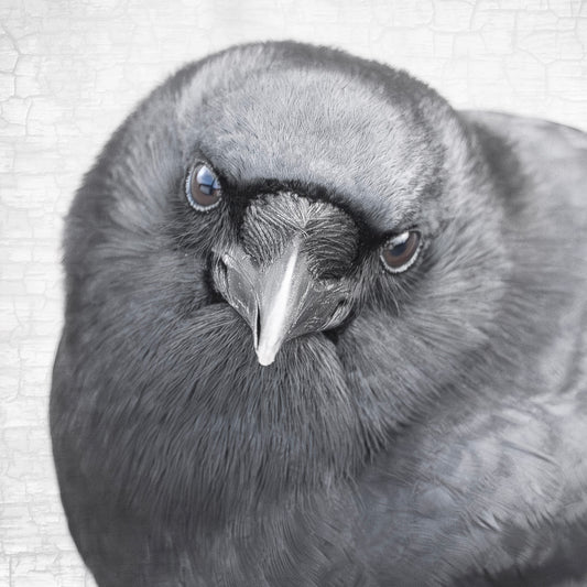 FEARLESS FRED - Fine Art Print, Crow Portrait Series