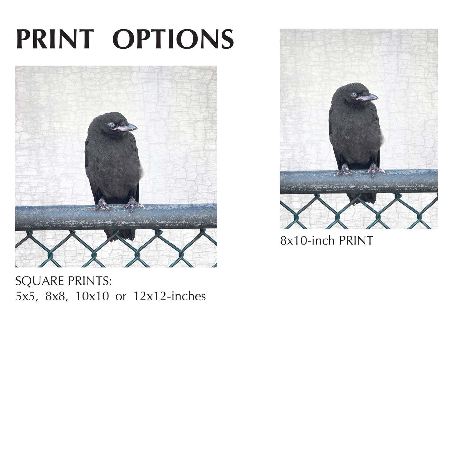 SITTING ON THE FENCE - Fine Art Print, Crow Portrait Series