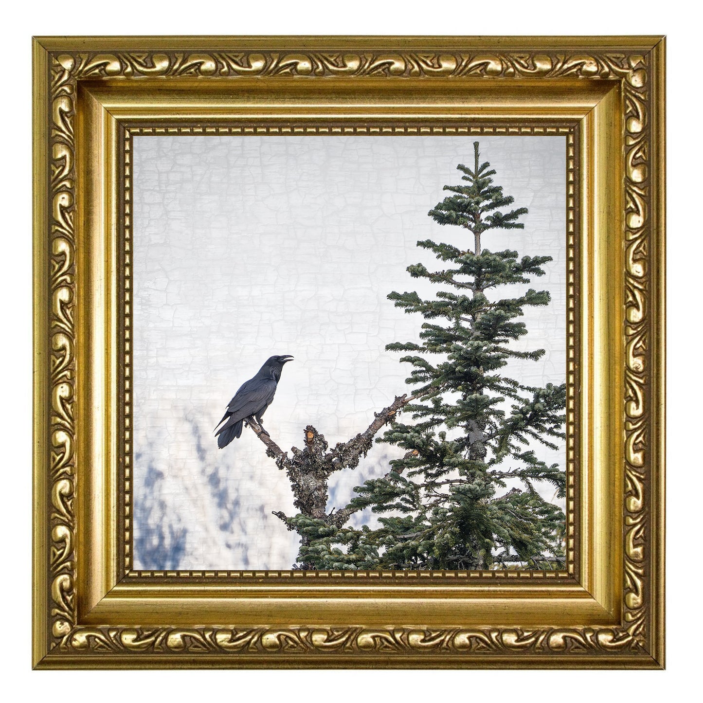 MORNING SONG - Fine Art Print, Raven Portrait Series