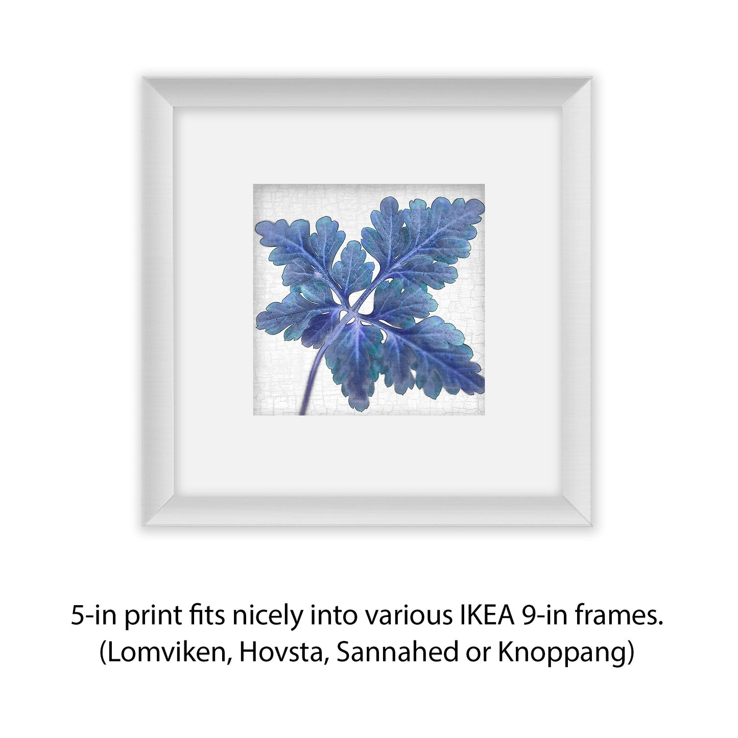 BLUE HERB ROBERT - Fine Art Print, Botanical Blueprint