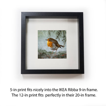 "THINKING OF HOME" ROBIN - Fine Art Print, Garden Birds Series