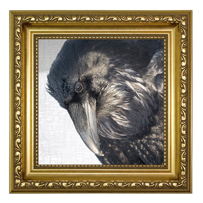 LUMINOUS - Fine Art Print, Raven Portrait Series