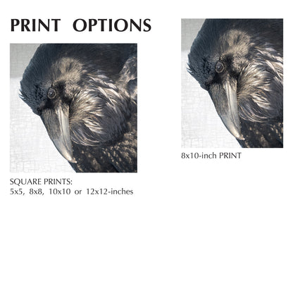 LUMINOUS - Fine Art Print, Raven Portrait Series