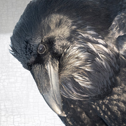 LUMINOUS - Fine Art Print, Raven Portrait Series