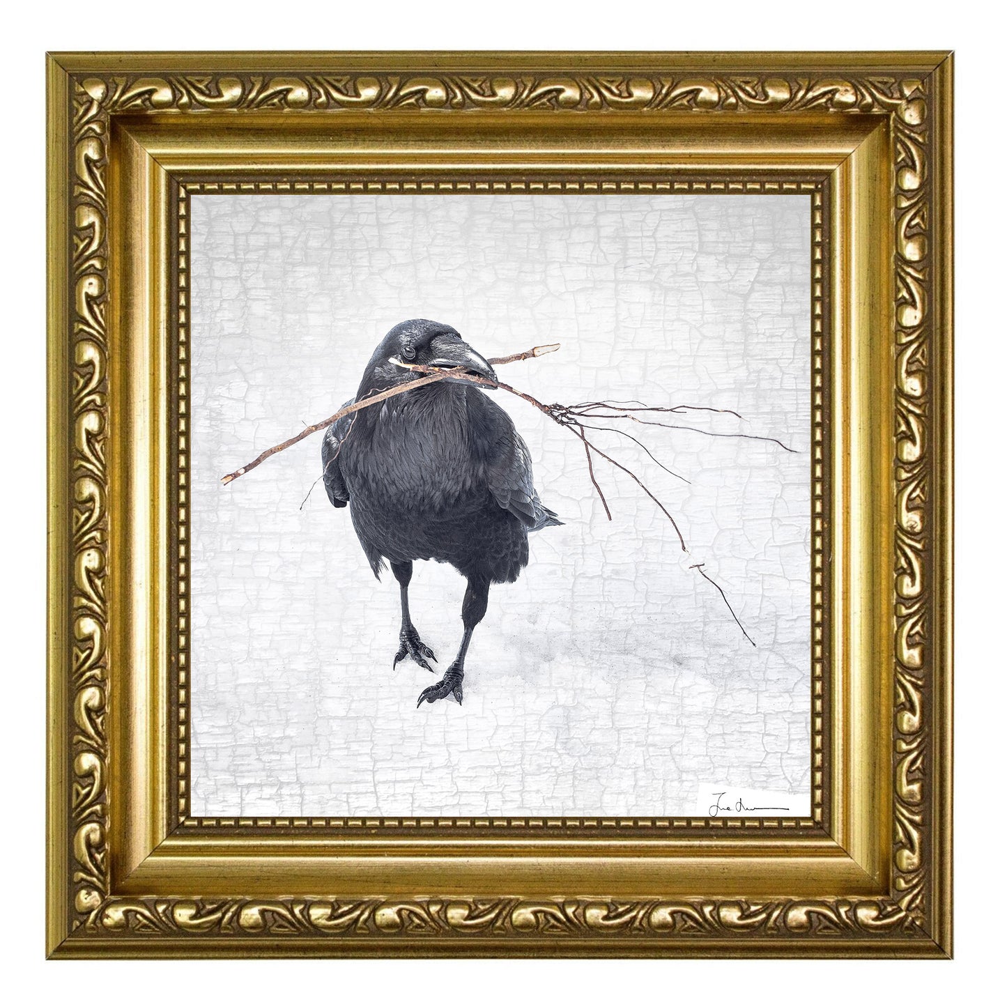 NESTING RAVEN 1 - Fine Art Print, Raven Portrait Series