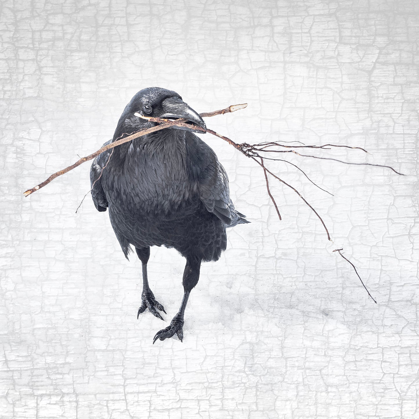 NESTING RAVEN 1 - Fine Art Print, Raven Portrait Series