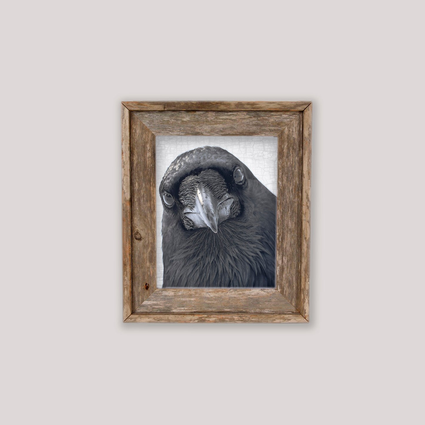 POP-UP RAVEN - Fine Art Print, Raven Portrait Series