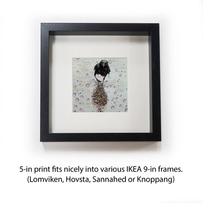 RAINDROP EARL - Fine Art Print, Crow Portrait Series