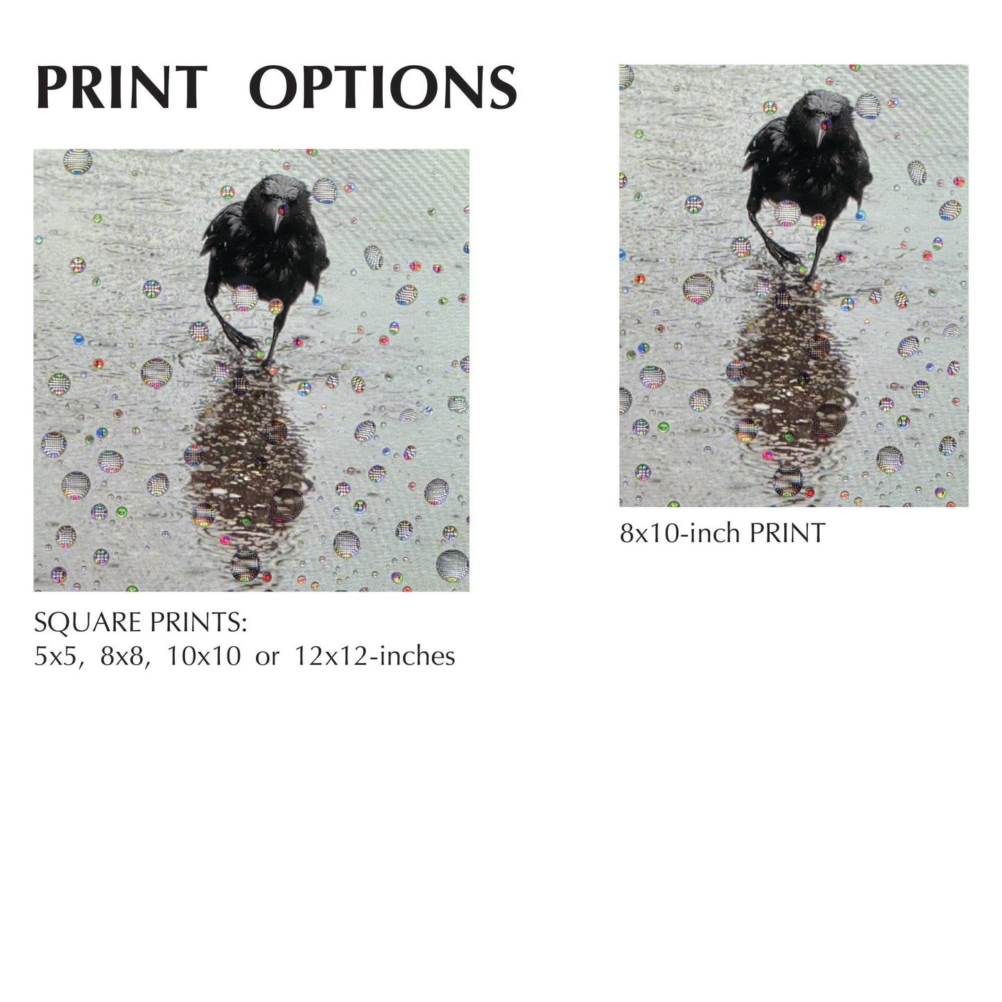 RAINDROP EARL - Fine Art Print, Crow Portrait Series