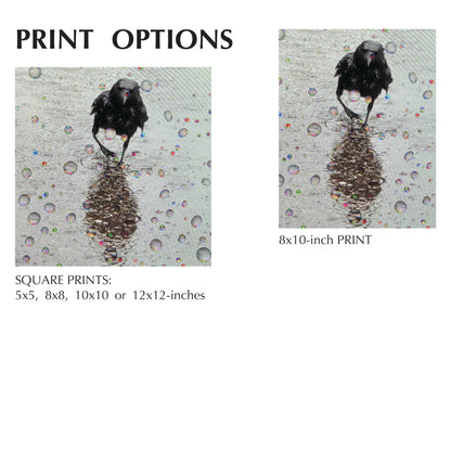 RAINDROP EARL - Fine Art Print, Crow Portrait Series