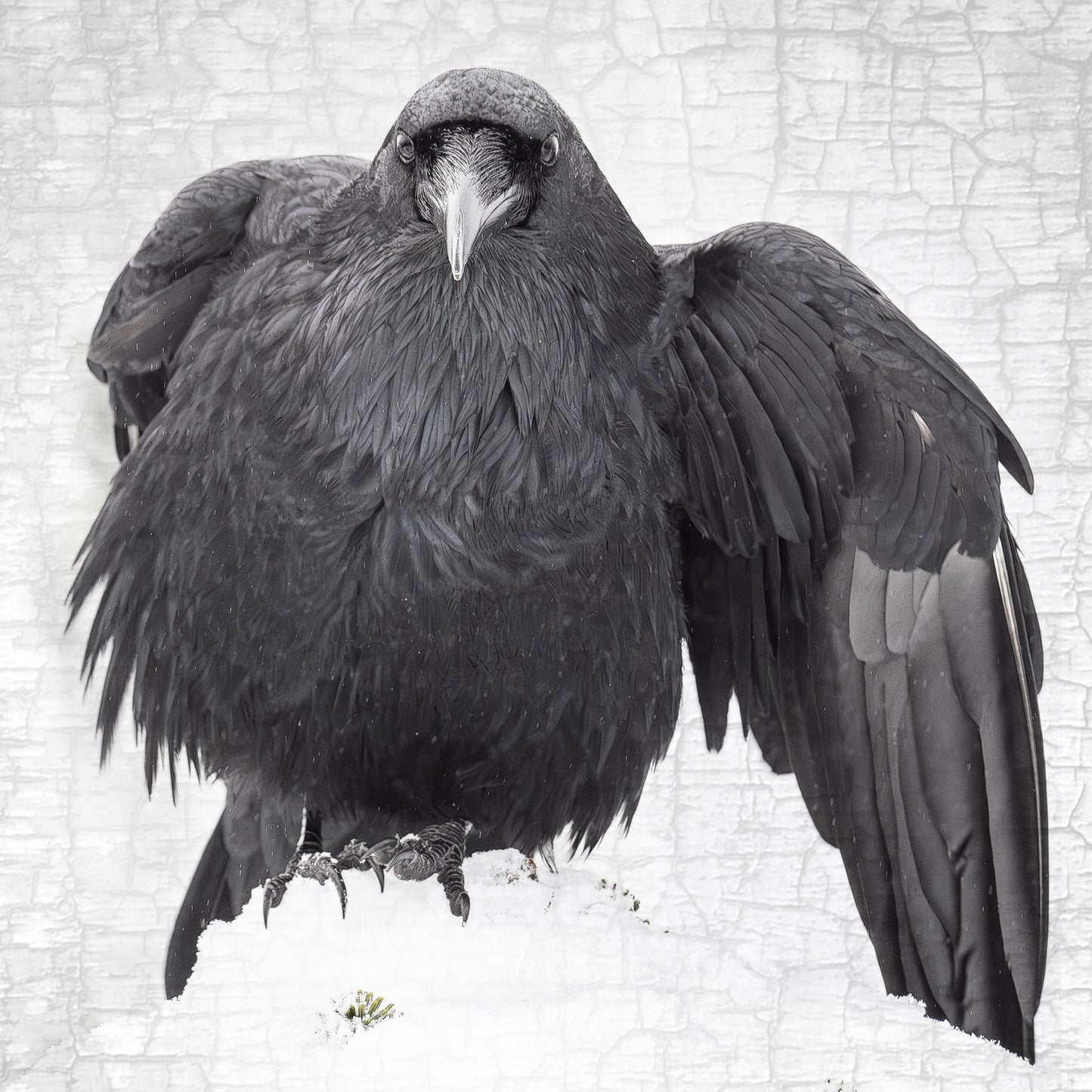 RAVEN DANCE 2 - Fine Art Print, Raven Portrait Series