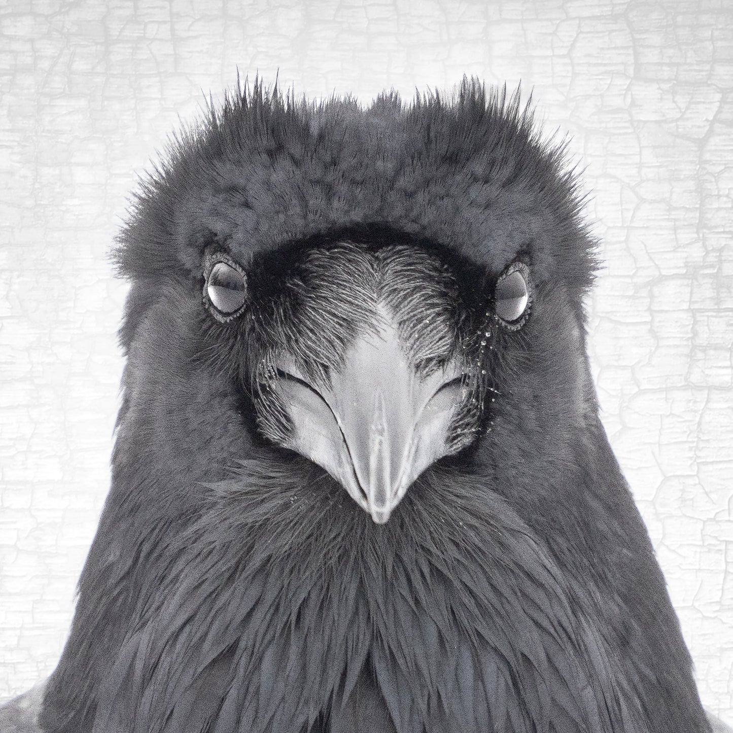 RAVEN INTENSITY - Fine Art Print, Raven Portrait Series