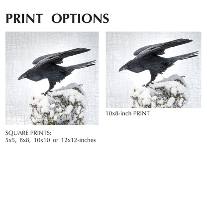 RAVEN LANDING - Fine Art Print, Raven Portrait Series