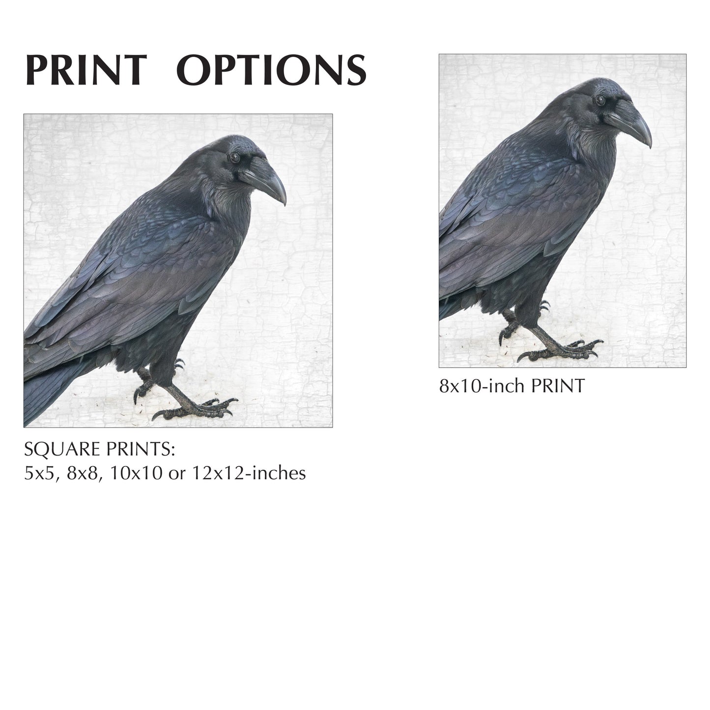 ENTER RAVEN, STAGE LEFT - Fine Art Print, Raven Portrait Series