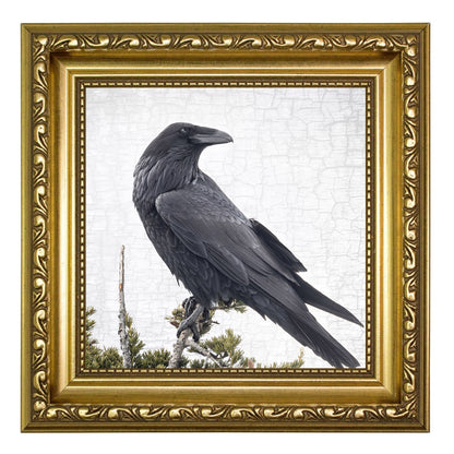 RAVEN VIEWPOINT - Fine Art Print, Raven Portrait Series