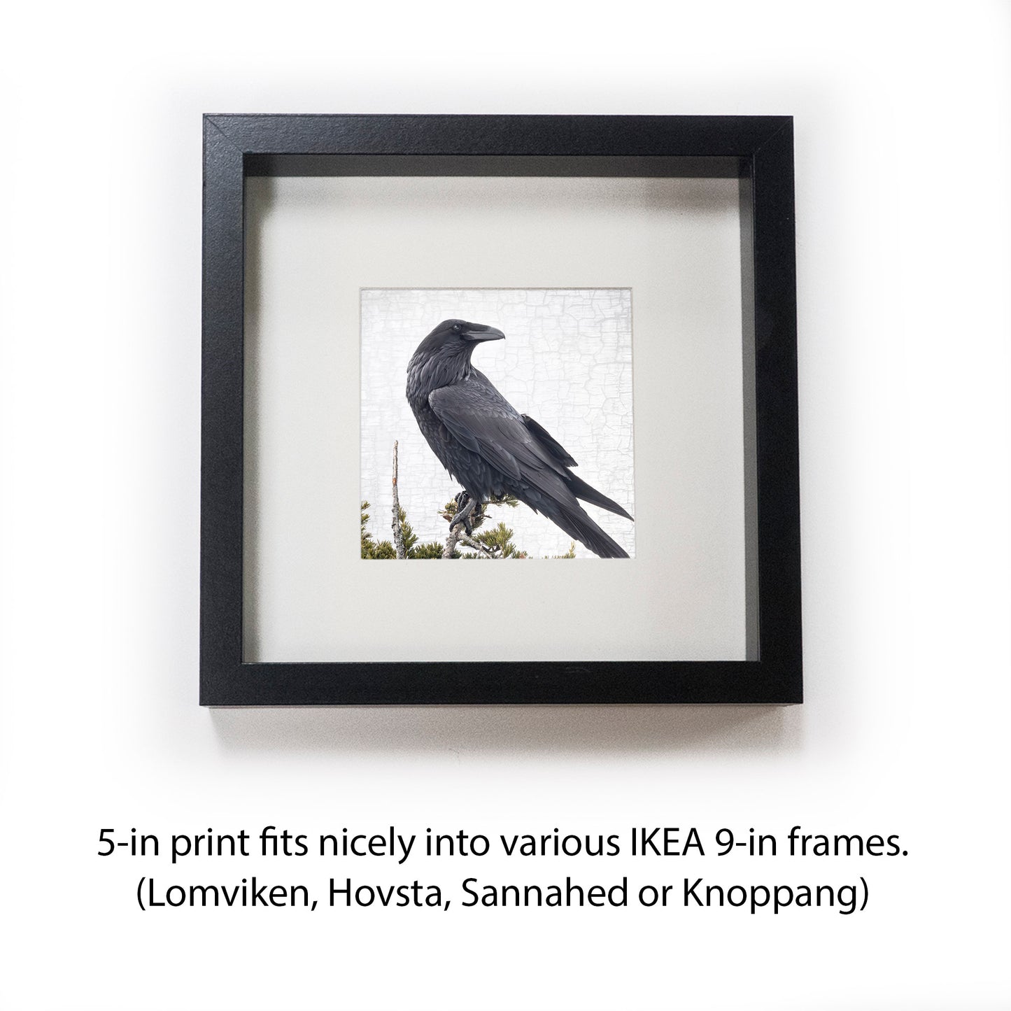 RAVEN VIEWPOINT - Fine Art Print, Raven Portrait Series