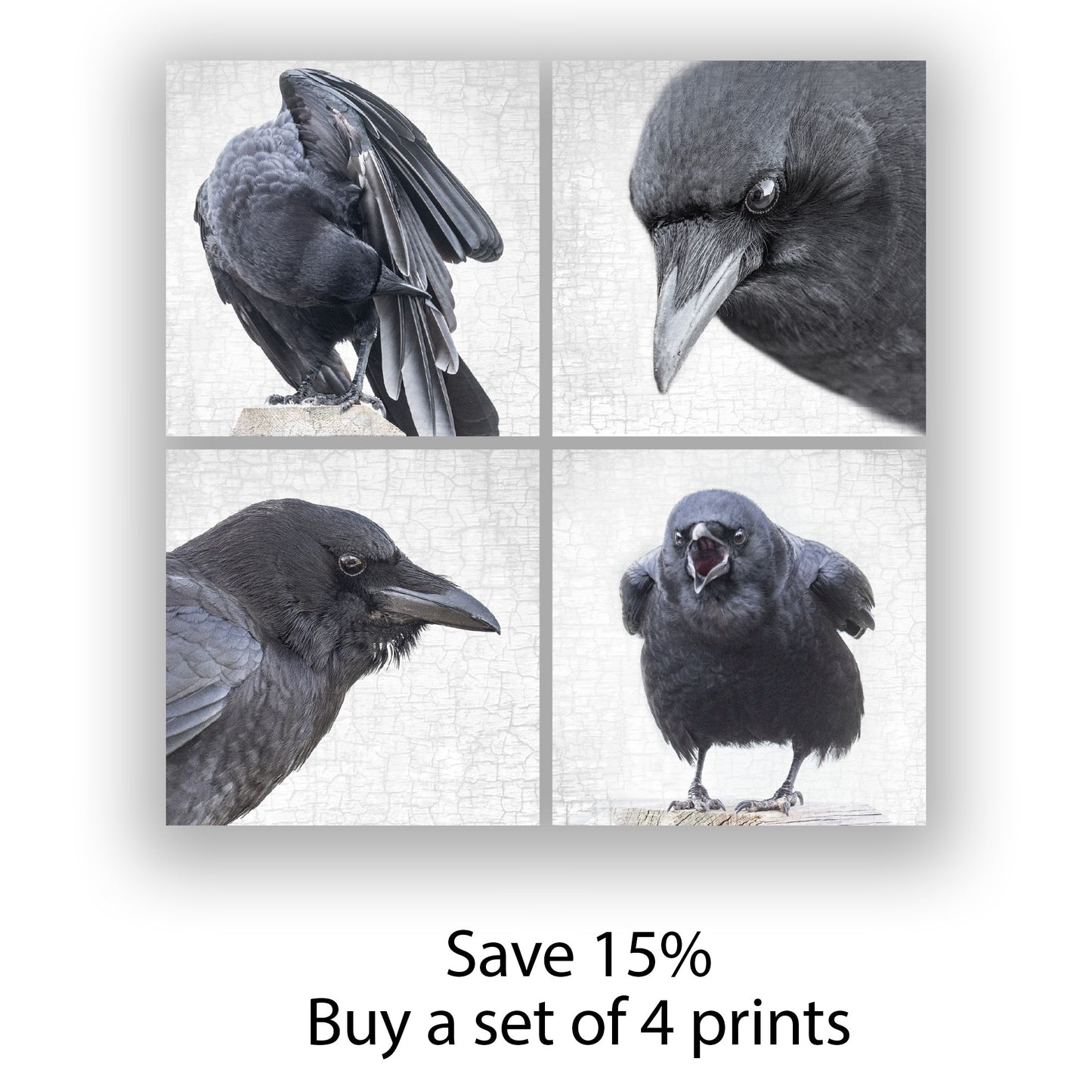 WET SUNDAY CROW - Fine Art Print, Crow Portrait Series