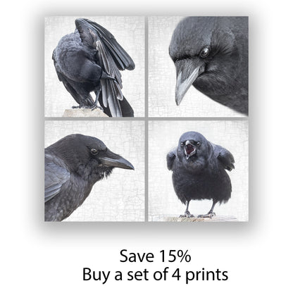 CLOAKED CROW - Fine Art Print, Crow Portrait Series