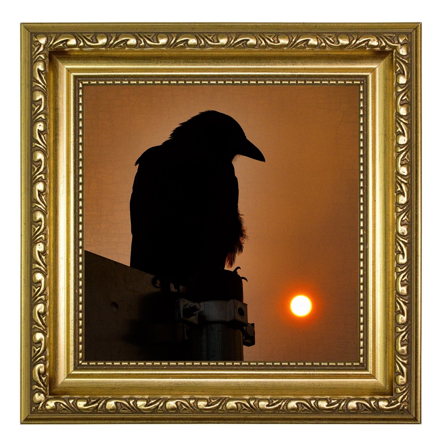 SMOKY SUNRISE - Fine Art Print, Crow Portrait Series