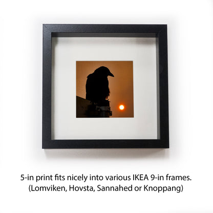 SMOKY SUNRISE - Fine Art Print, Crow Portrait Series